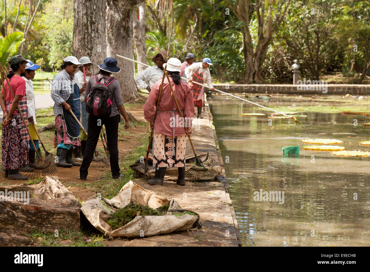 Maurizio locali di donne che operano nel Giardino Botanico di alghe di pulizia fuori del giglio stagni, Maurizio Foto Stock