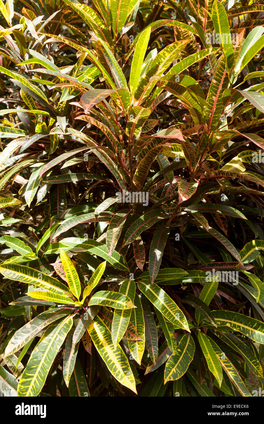 Il giardino, Croton Codiaeum variegatum, crescendo in Mauritius Foto Stock