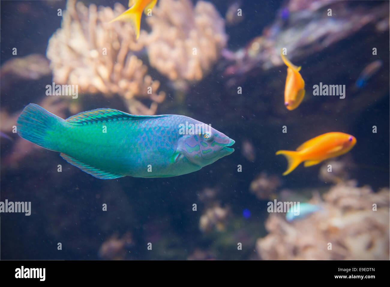 Pesci piccoli con una coda gialla in acquario Foto stock - Alamy