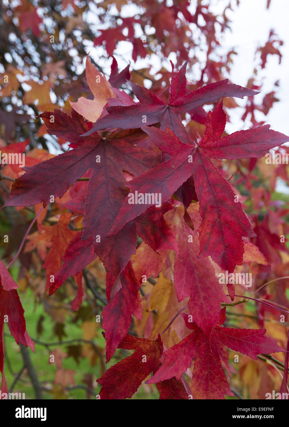 Autunno colorato di rosso fogliame in acero Foto Stock