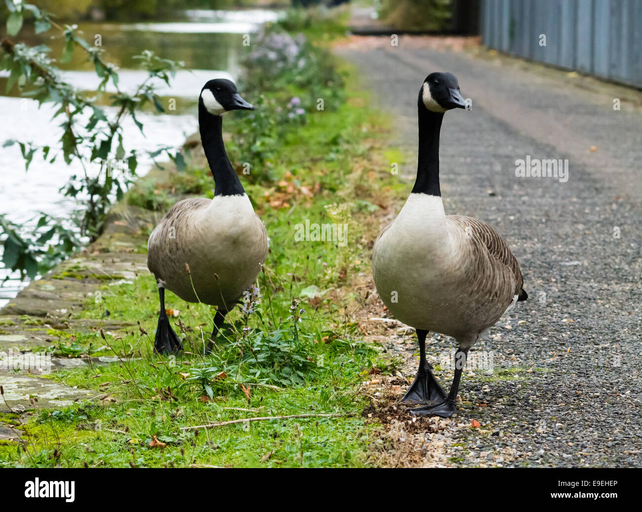 Oche del Canada giovane, camminando sulla strada accanto al canale. Foto Stock