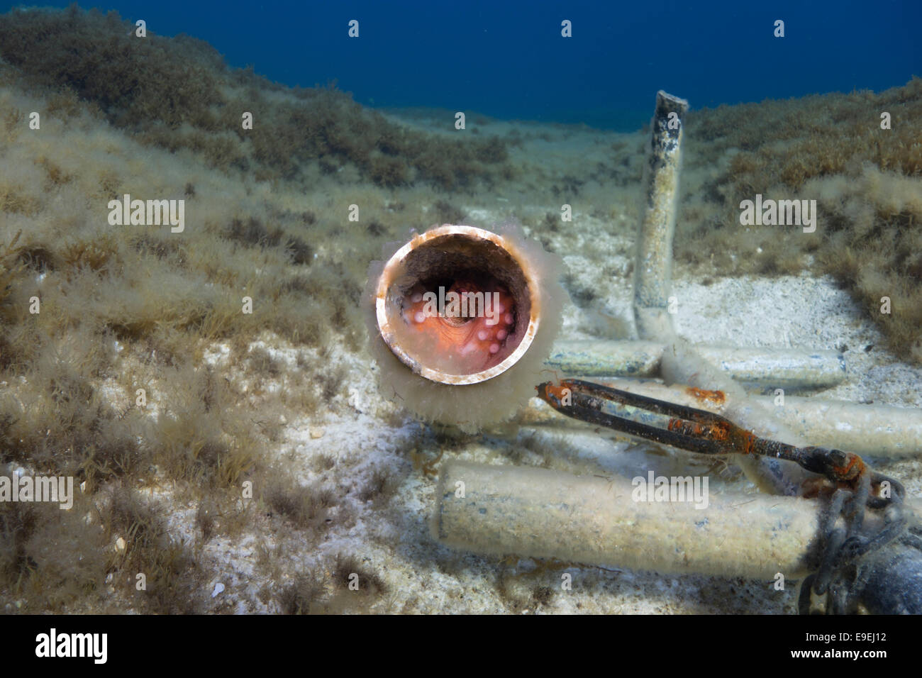 Polpo, Octopus vulgaris, nascosto in un tubo nel Mar Mediterraneo. Questa foto è stata scattata in Xatt l-Ahmar Gozo. Foto Stock