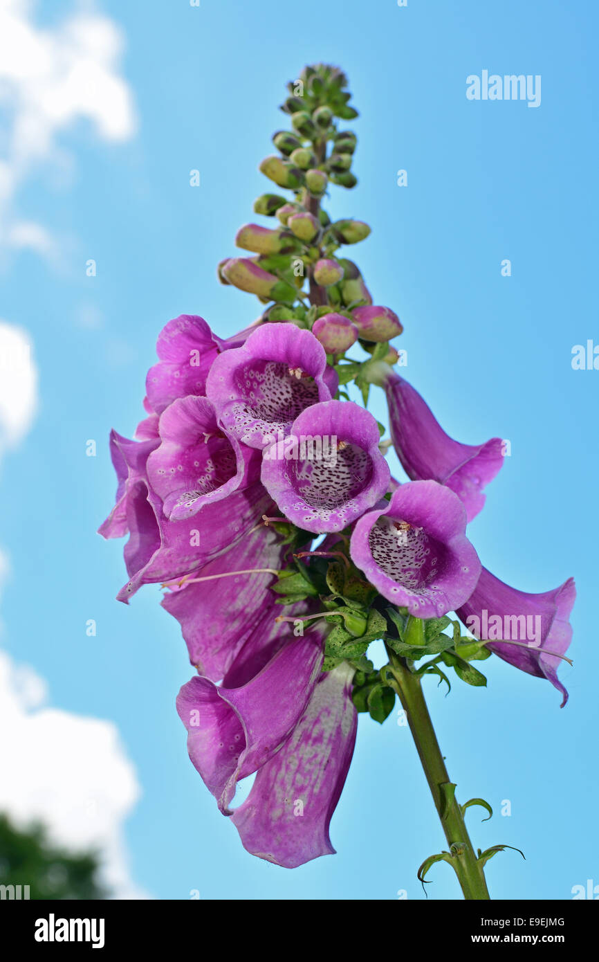 Foxglove Digitalis Foto Stock