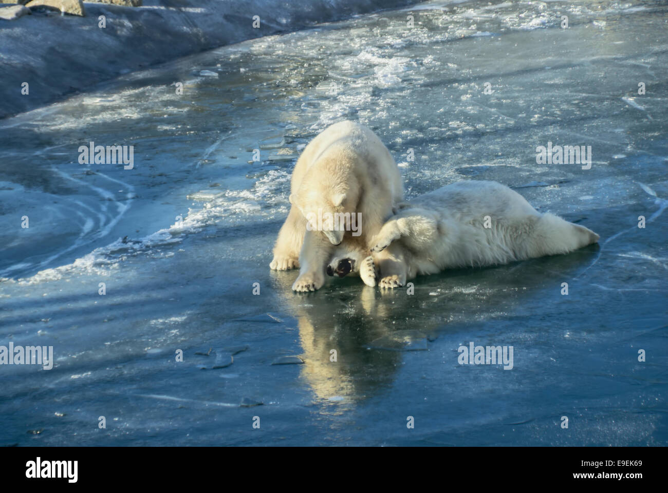 Giocoso orsi polari giacente su ghiaccio teasing ogni altro Foto Stock