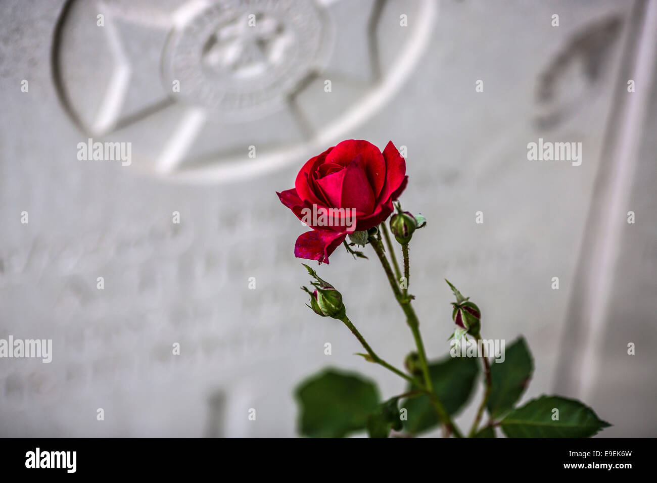 Una rosa rossa nella parte anteriore di una lapide funeraria in Essex Farm cimitero, Ypres, Belgio. Foto Stock