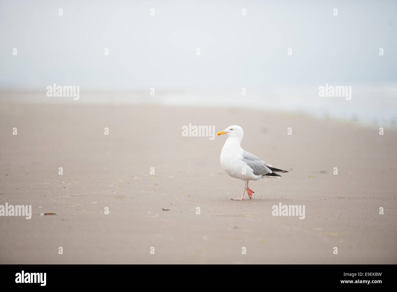 Seagull a ynys las beach, ceredigion. Foto Stock