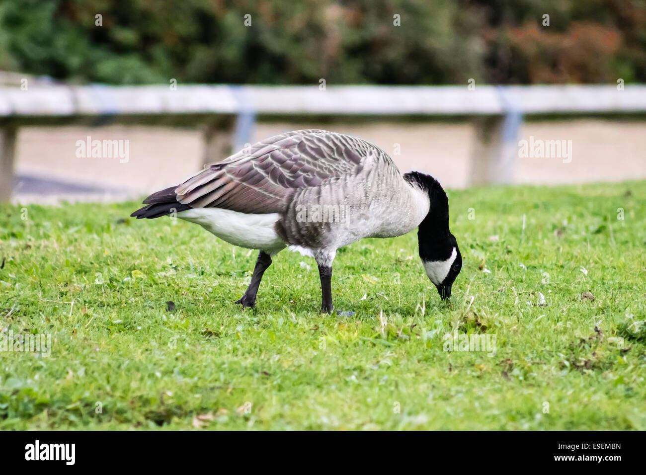 Canada Goose (Branta canadensis), rovistando cibo dall'erba. Foto Stock