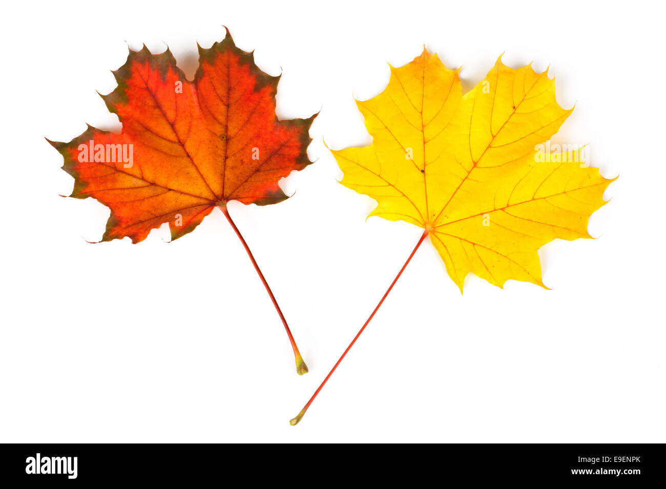 Maple Leaf cadono le foglie in autunno Colori Colori Foto Stock