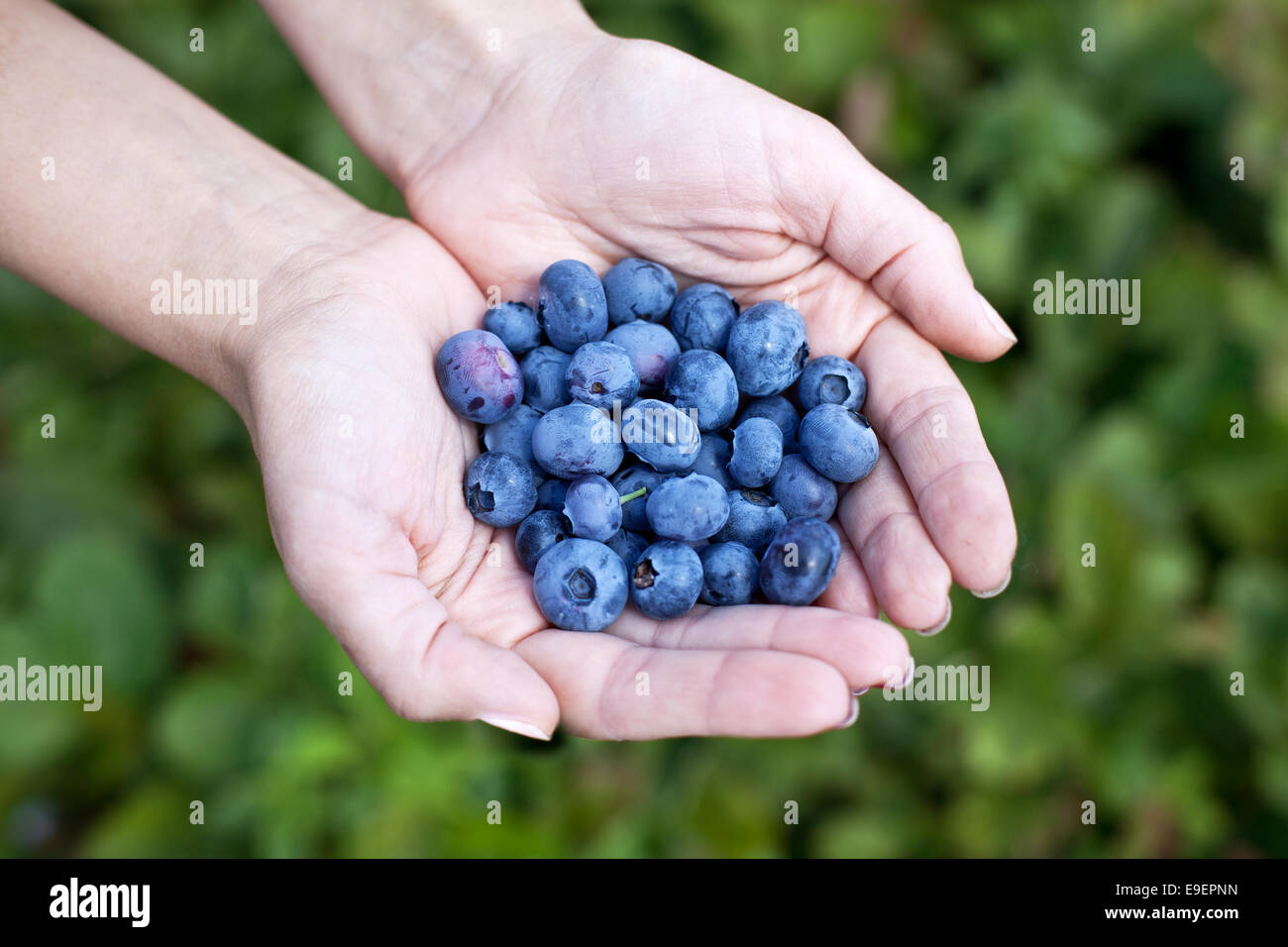 I mirtilli in la donna con le mani in mano. Sfocato cespugli verdi sullo sfondo. Foto Stock