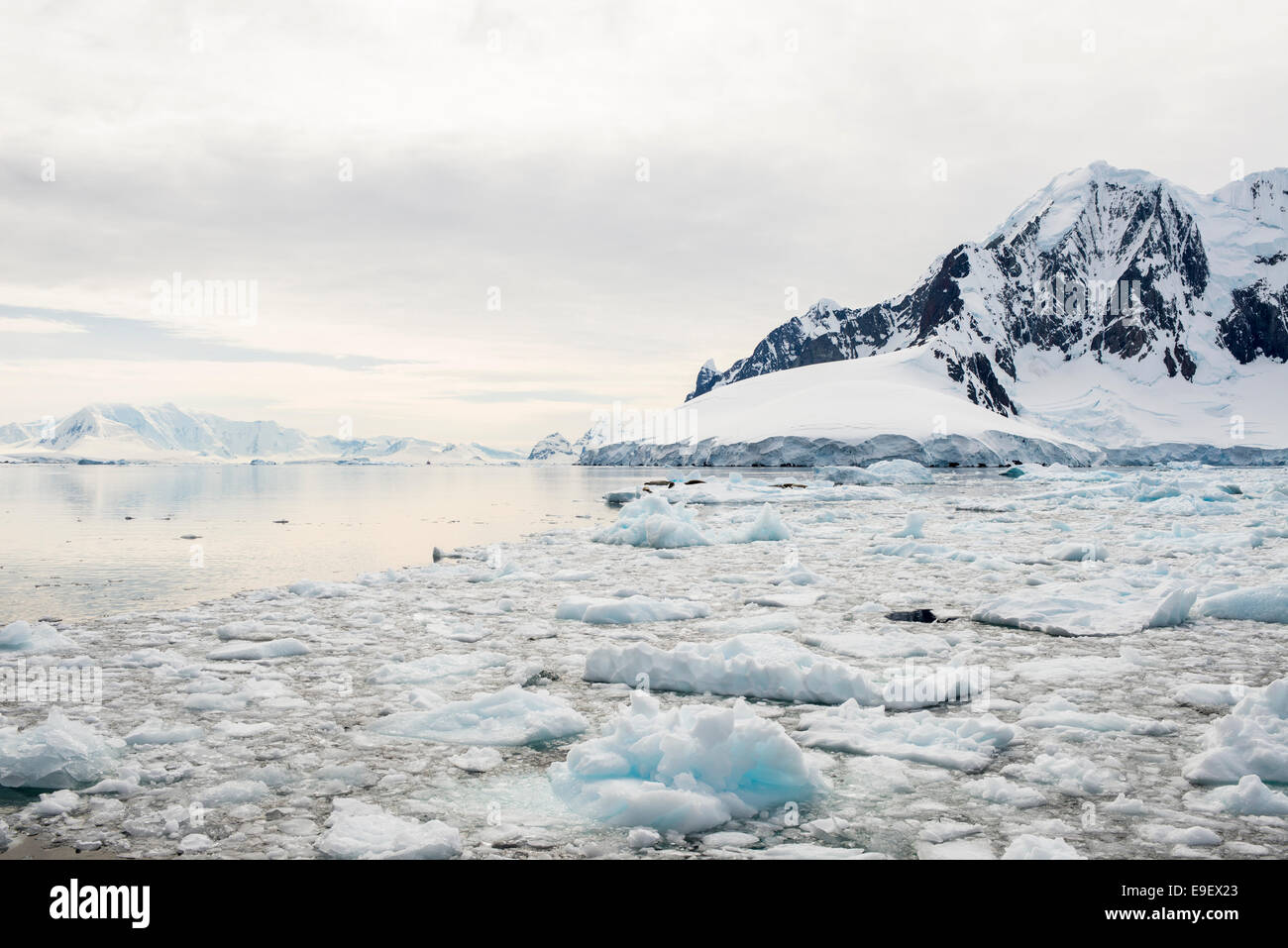 Glacier e frittelle di ghiaccio in Antartide Foto Stock