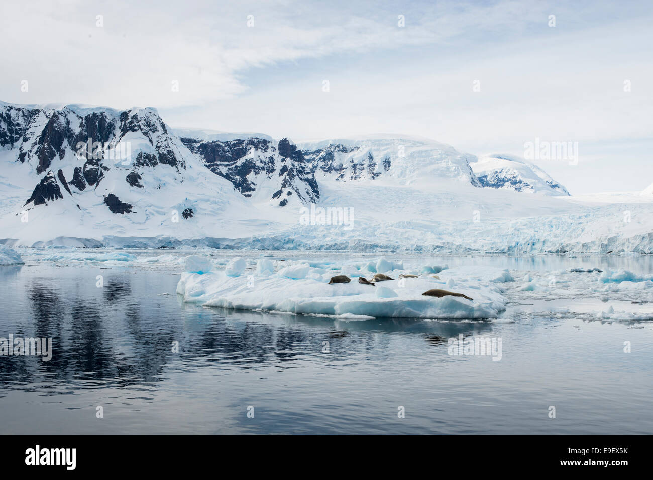 Guarnizioni di tenuta su un iceflow, Antartide Foto Stock