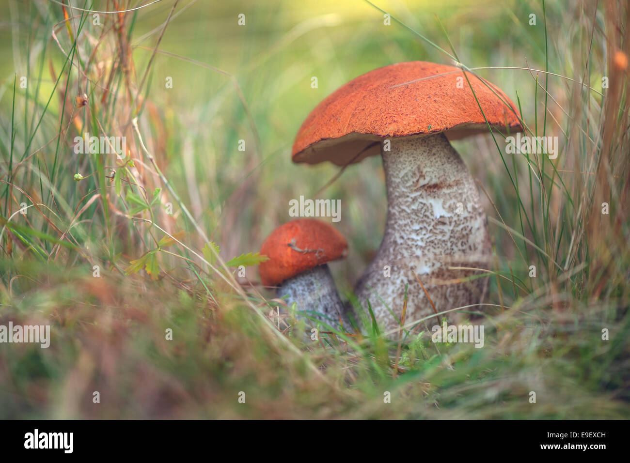 I funghi nel bosco vicino fino Foto Stock