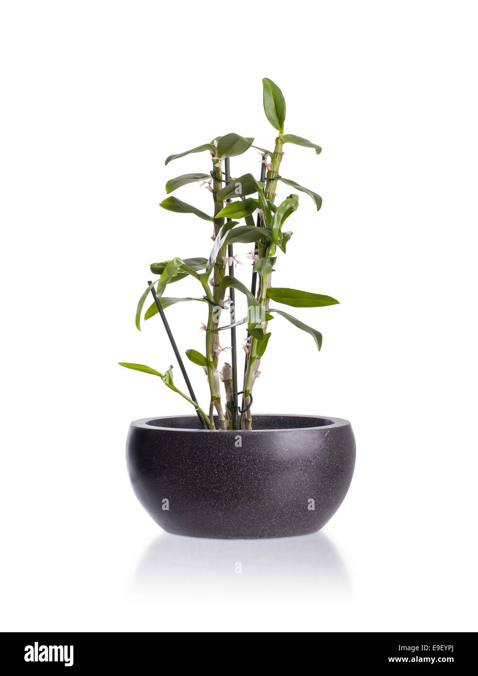 Piccola pianta in un vaso, isolato su bianco Foto Stock