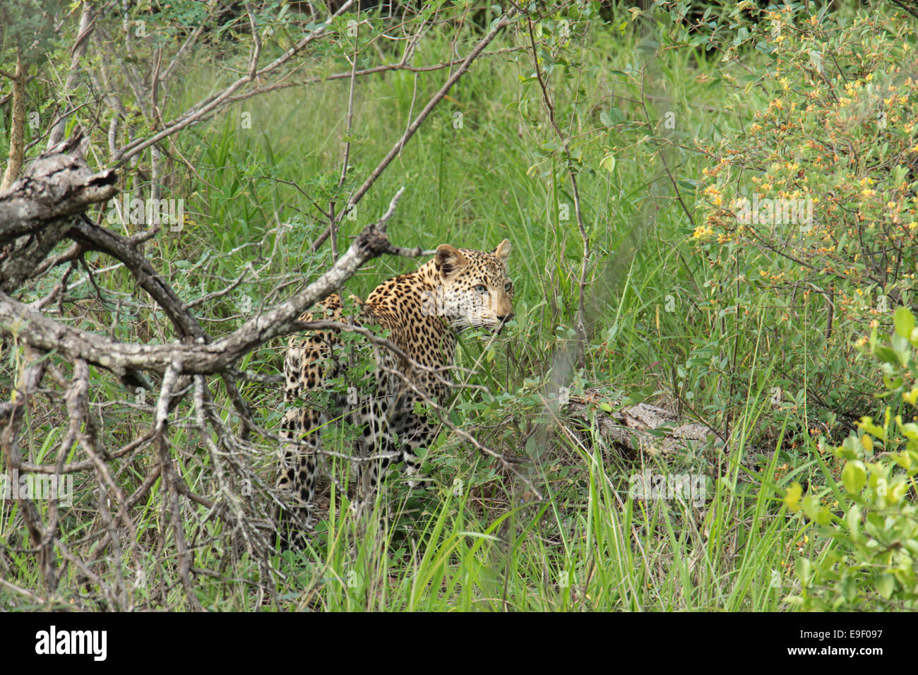 Vista laterale di un giovane leopard cub nelle boccole, Sud Africa Foto Stock