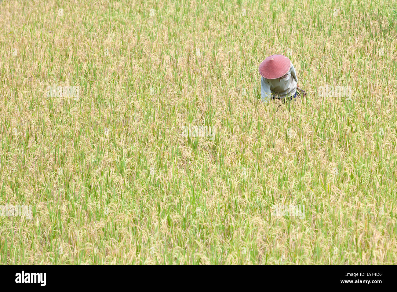 Riso balinesi agricoltore, Bali, Indonesia Foto Stock