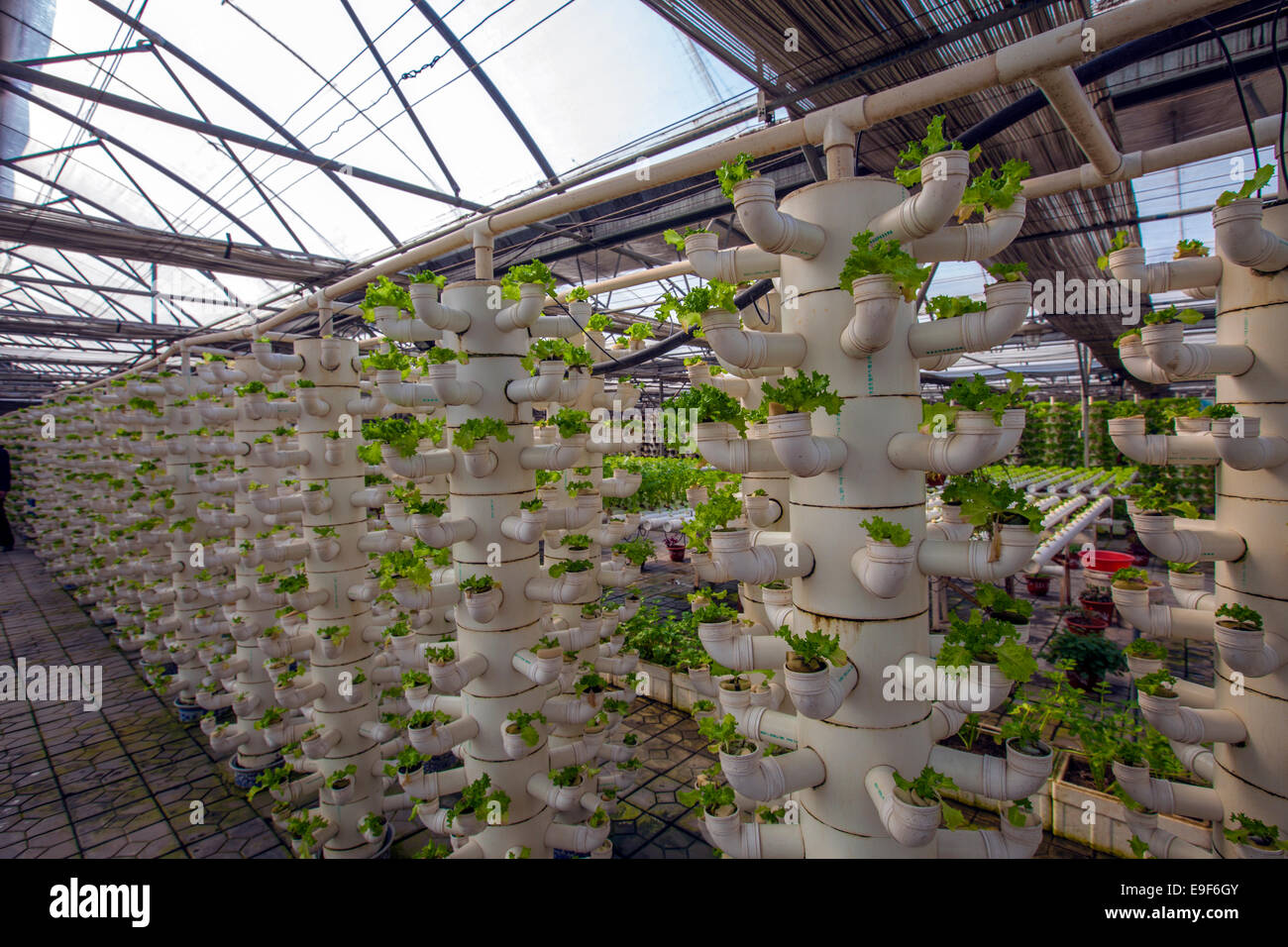 La coltivazione Soilless Foto Stock