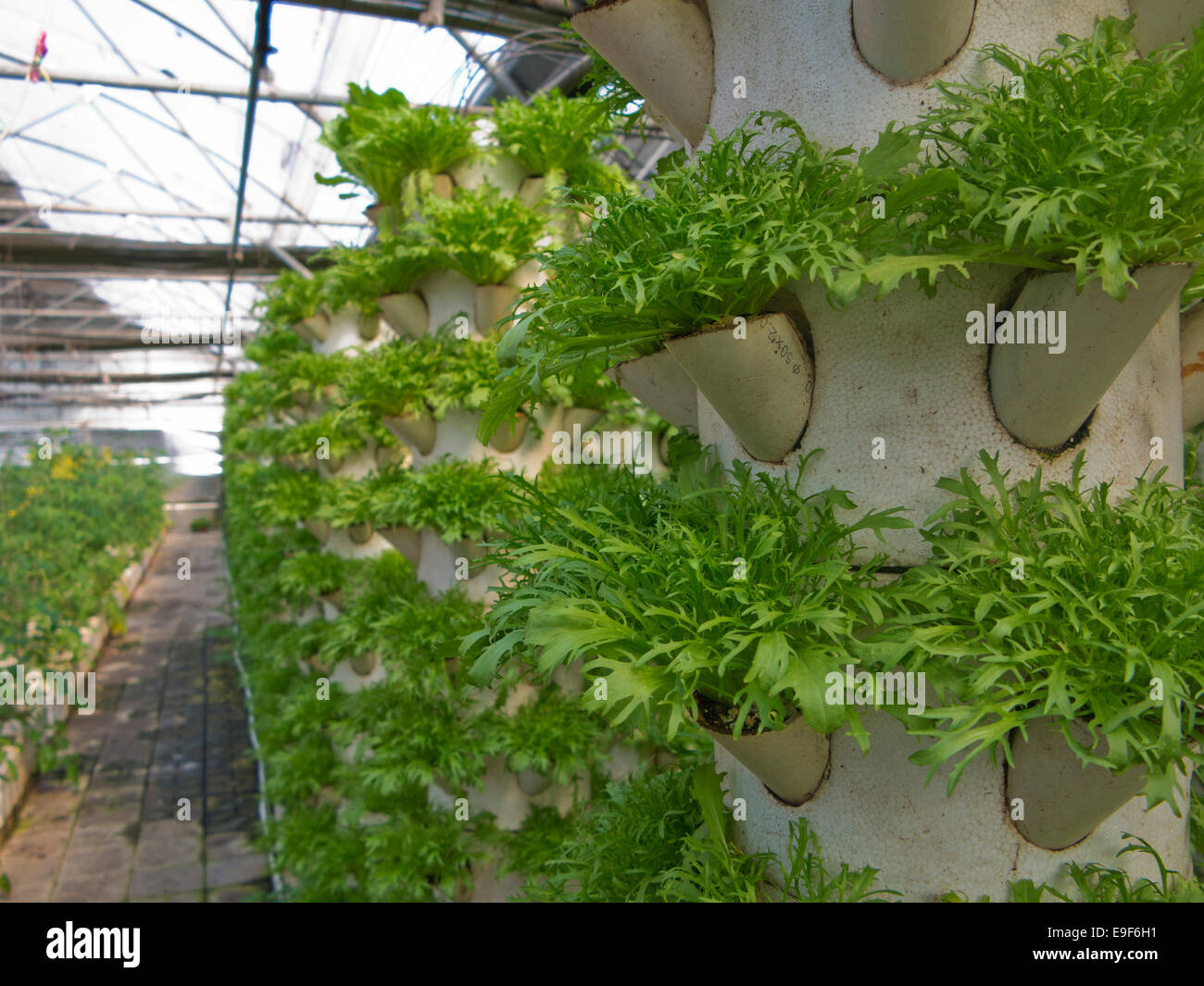 La coltivazione Soilless Foto Stock