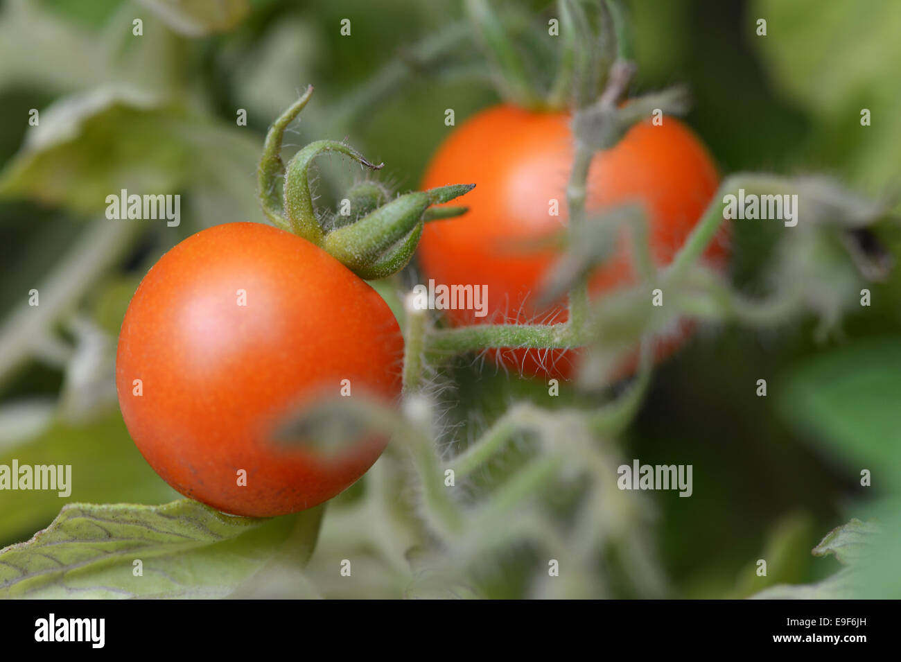 Pomodori ciliegia che cresce su un vitigno. Foto Stock