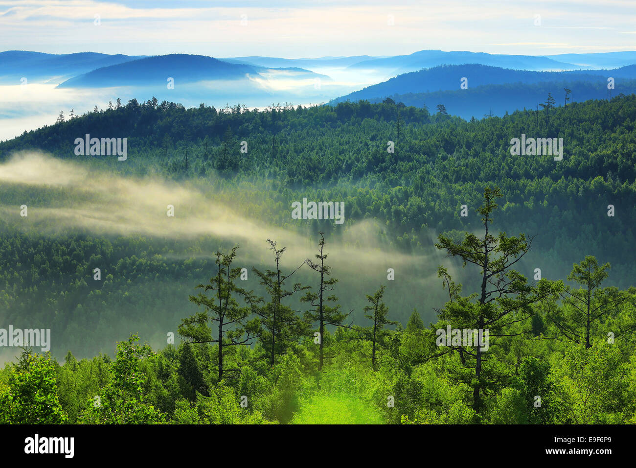 DaXingAnLing foresta vergine Foto Stock