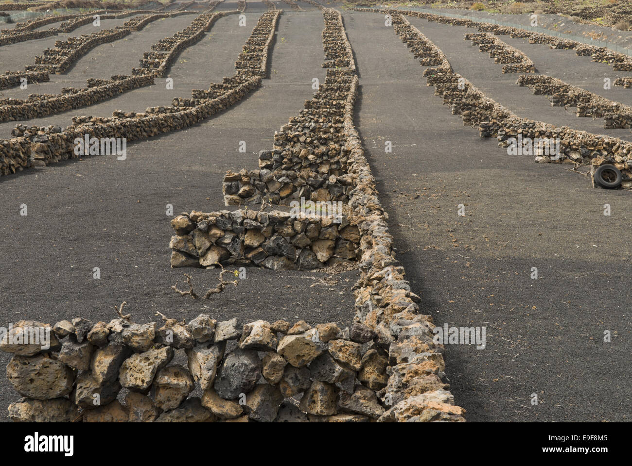 Provare il campo con muri in pietra a Lanzarote Foto Stock