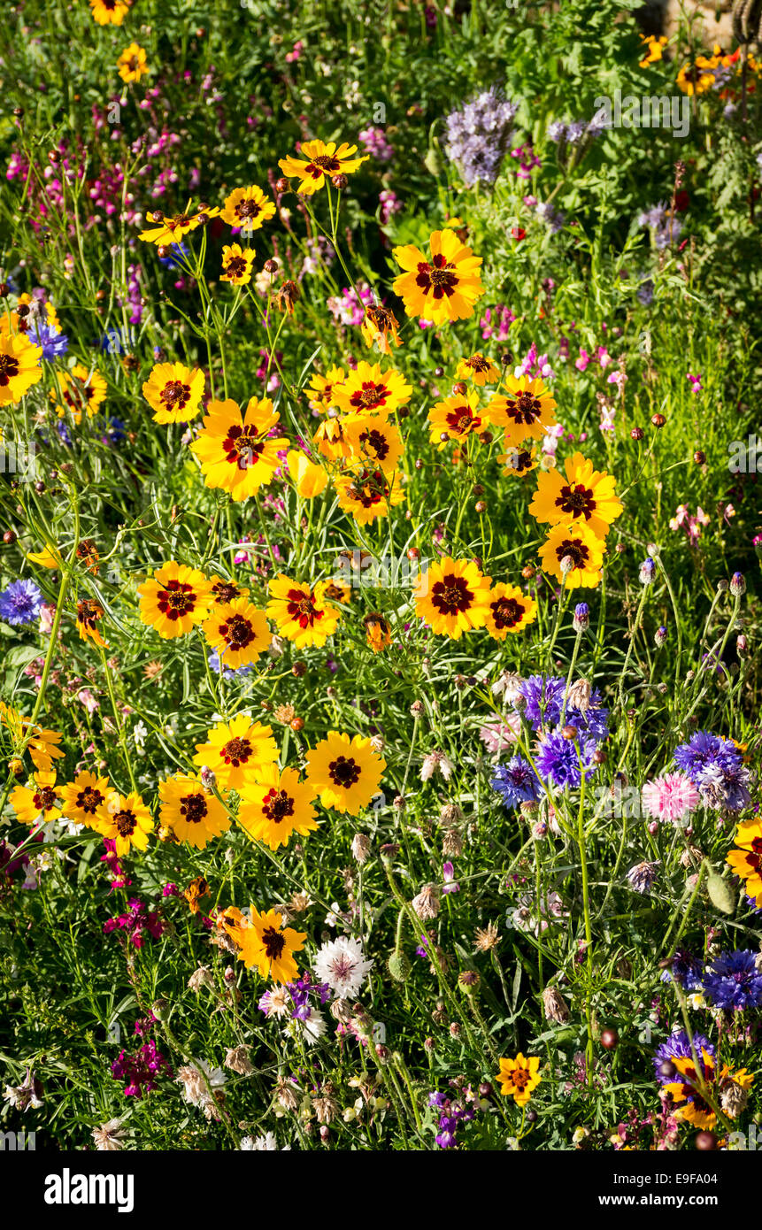 Fiori in un giardino sul ciglio della strada nel Regno Unito Foto Stock
