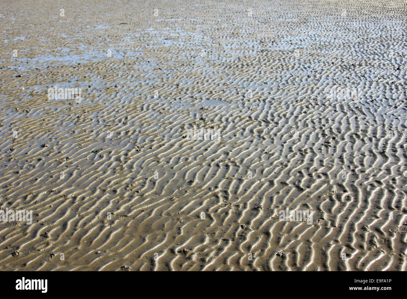 Il mare del Nord di fango con cumuli di lugworm Foto Stock