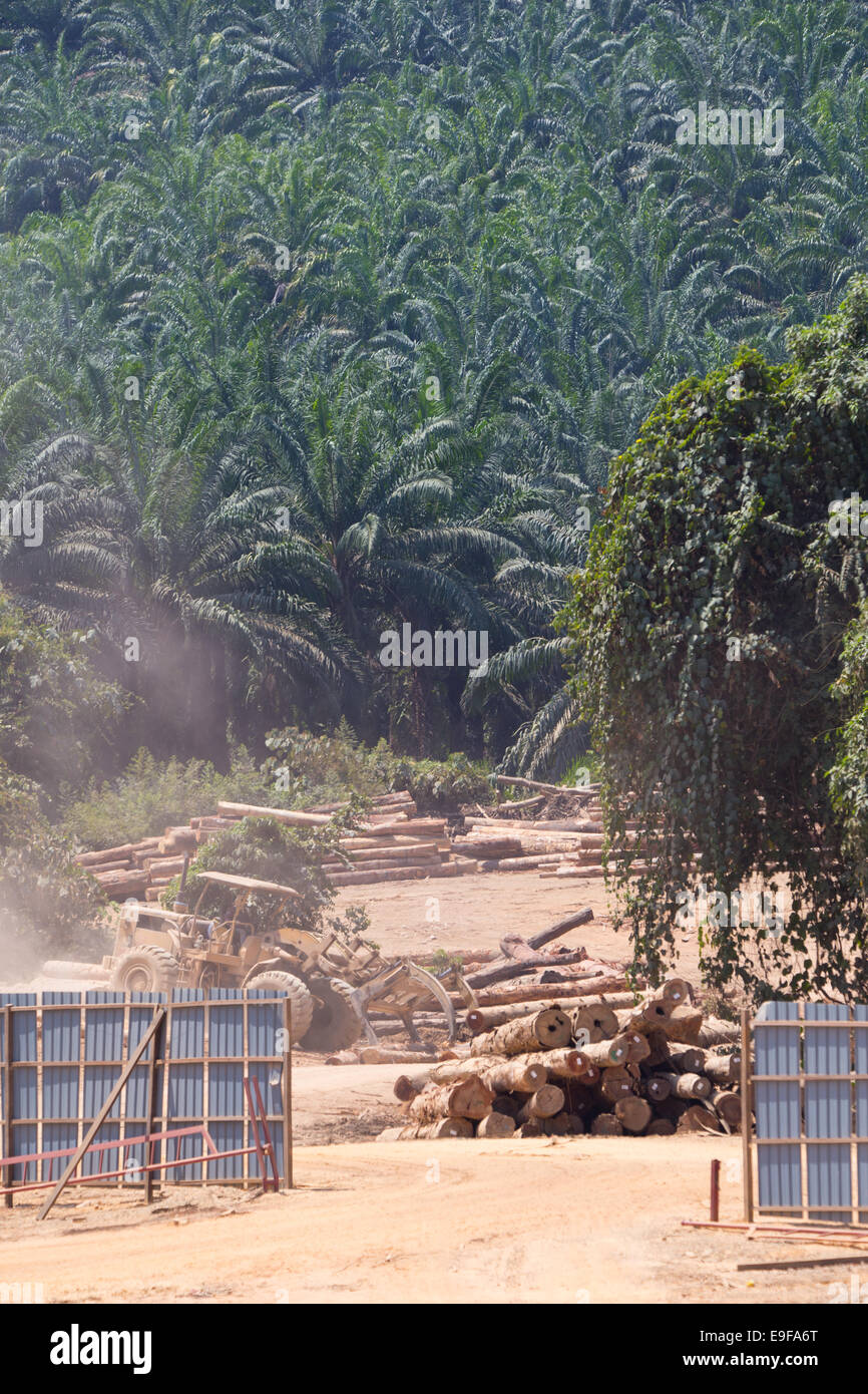 Legname abbattuto, tronchi di albero dei registri in un accampamento di registrazione, circondato da foresta pluviale secondaria, Pahang provincia, Malaysia Foto Stock