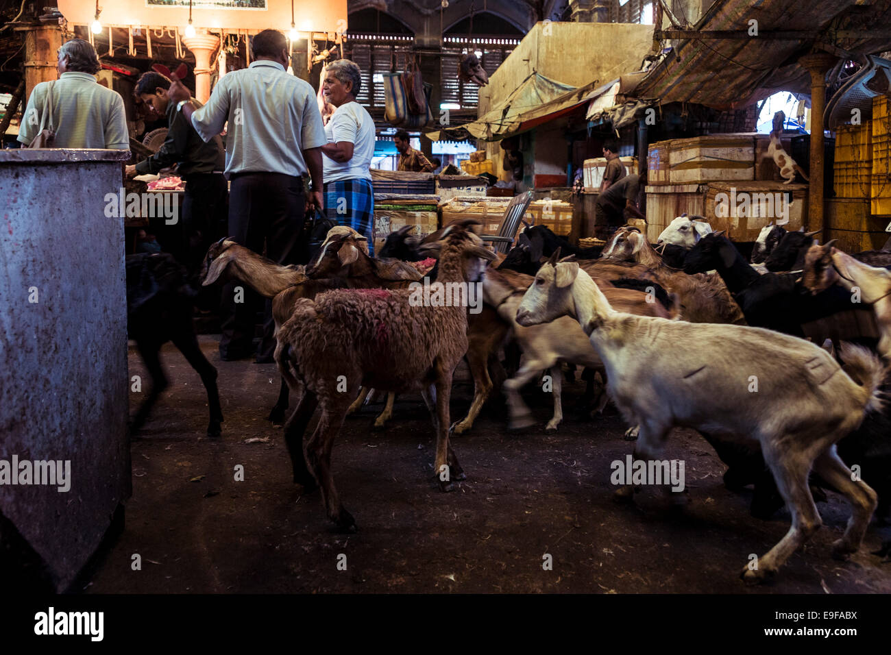 Muttons pronto per essere abbattuti in un macello. Nuovo Mercato, Calcutta, West Bengal, India Foto Stock