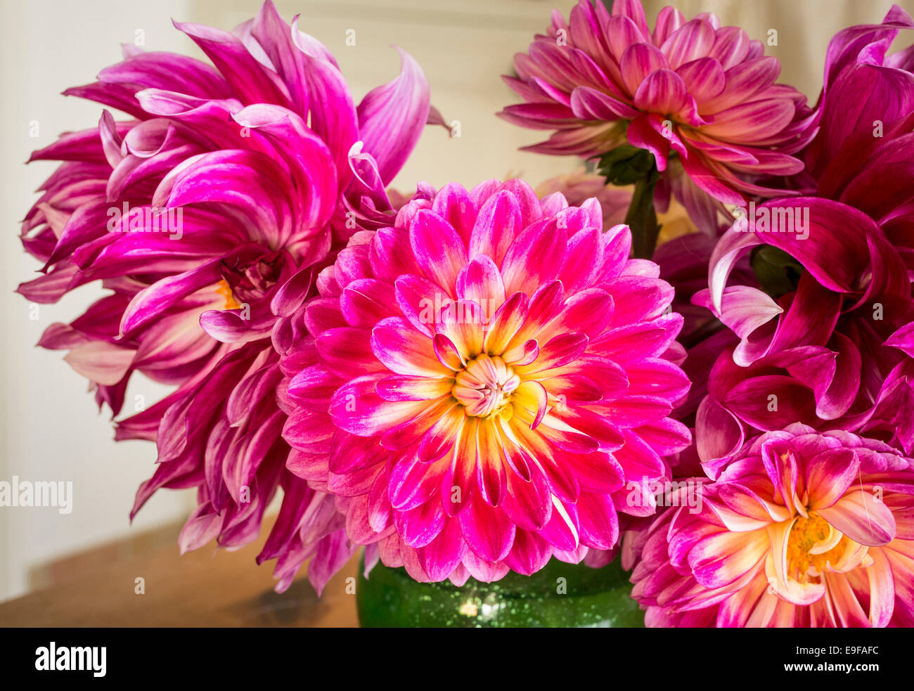 Dahlia fiori da giardino goduto in ambienti interni Foto Stock