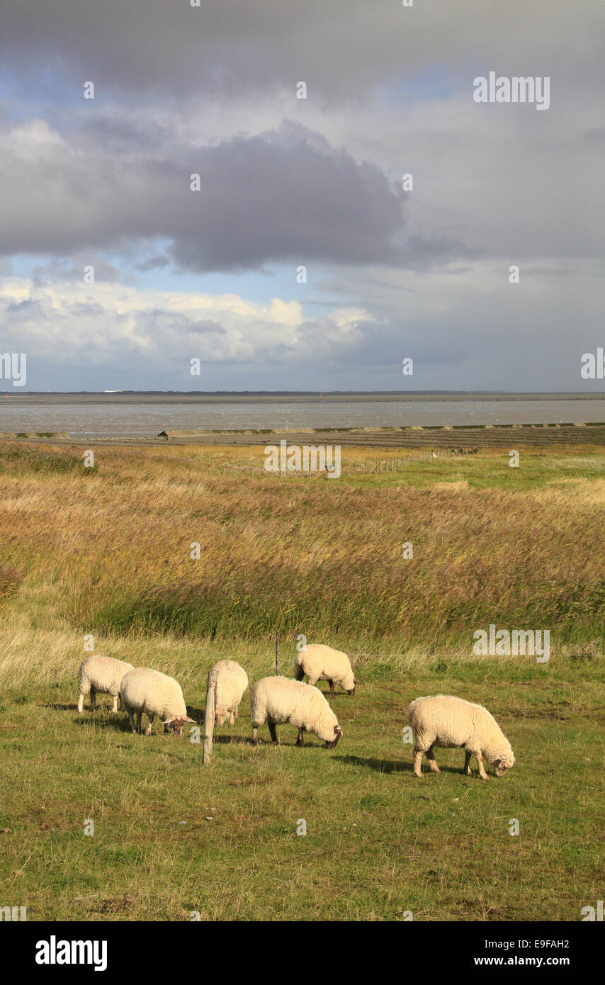 Pecore al pascolo sulla diga del Mare del Nord Foto Stock