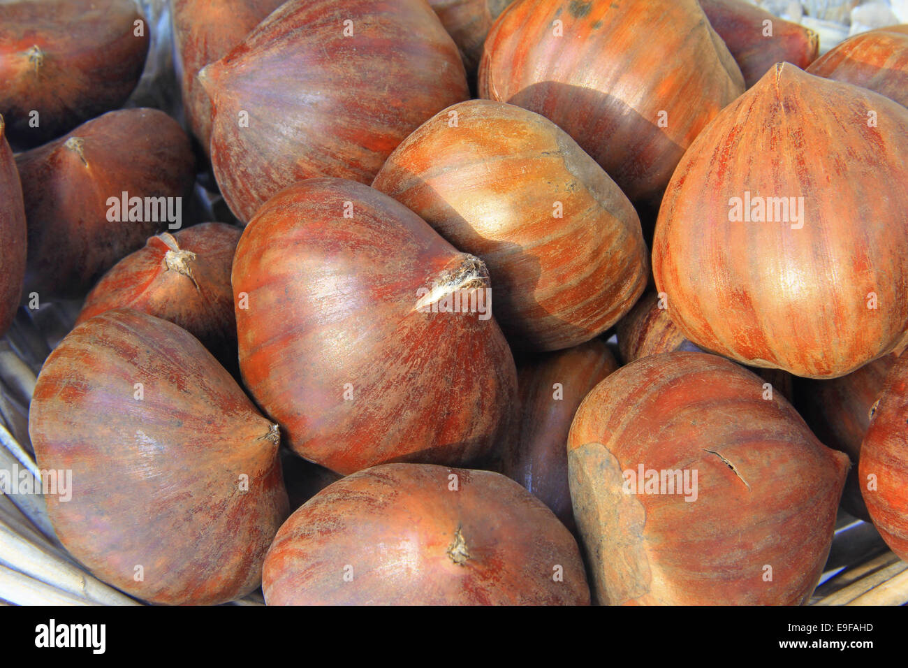 Le castagne (Castanea sativa) Foto Stock