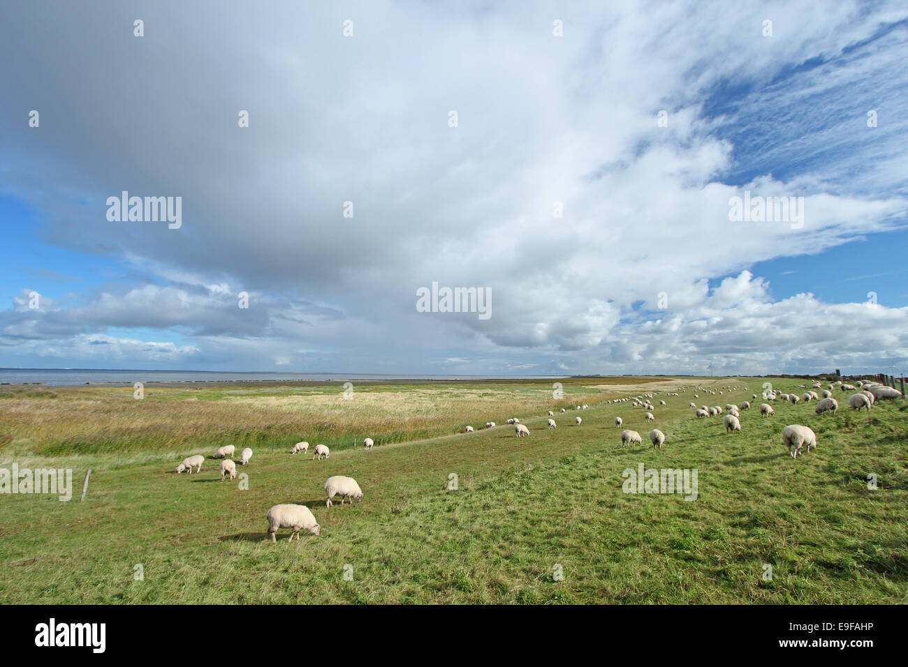Pecore al pascolo sulla diga del Mare del Nord Foto Stock