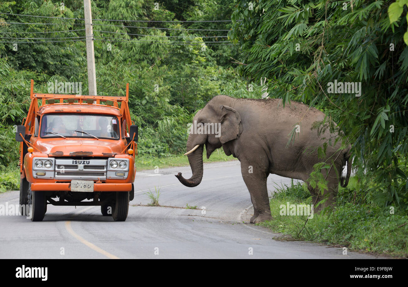 Wild Elefante asiatico (Elephas maximus) su una strada, Phetchaburi provincia, Thailandia Foto Stock