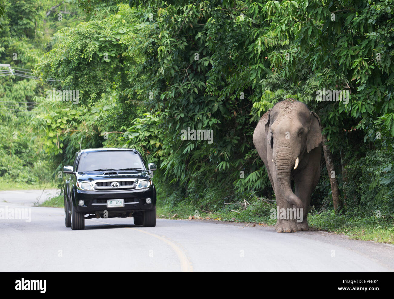 Wild Elefante asiatico (Elephas maximus) su una strada, Phetchaburi provincia, Thailandia Foto Stock