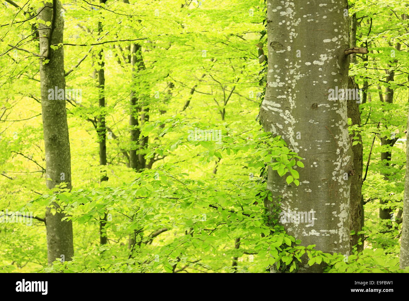 Forest in primavera Foto Stock