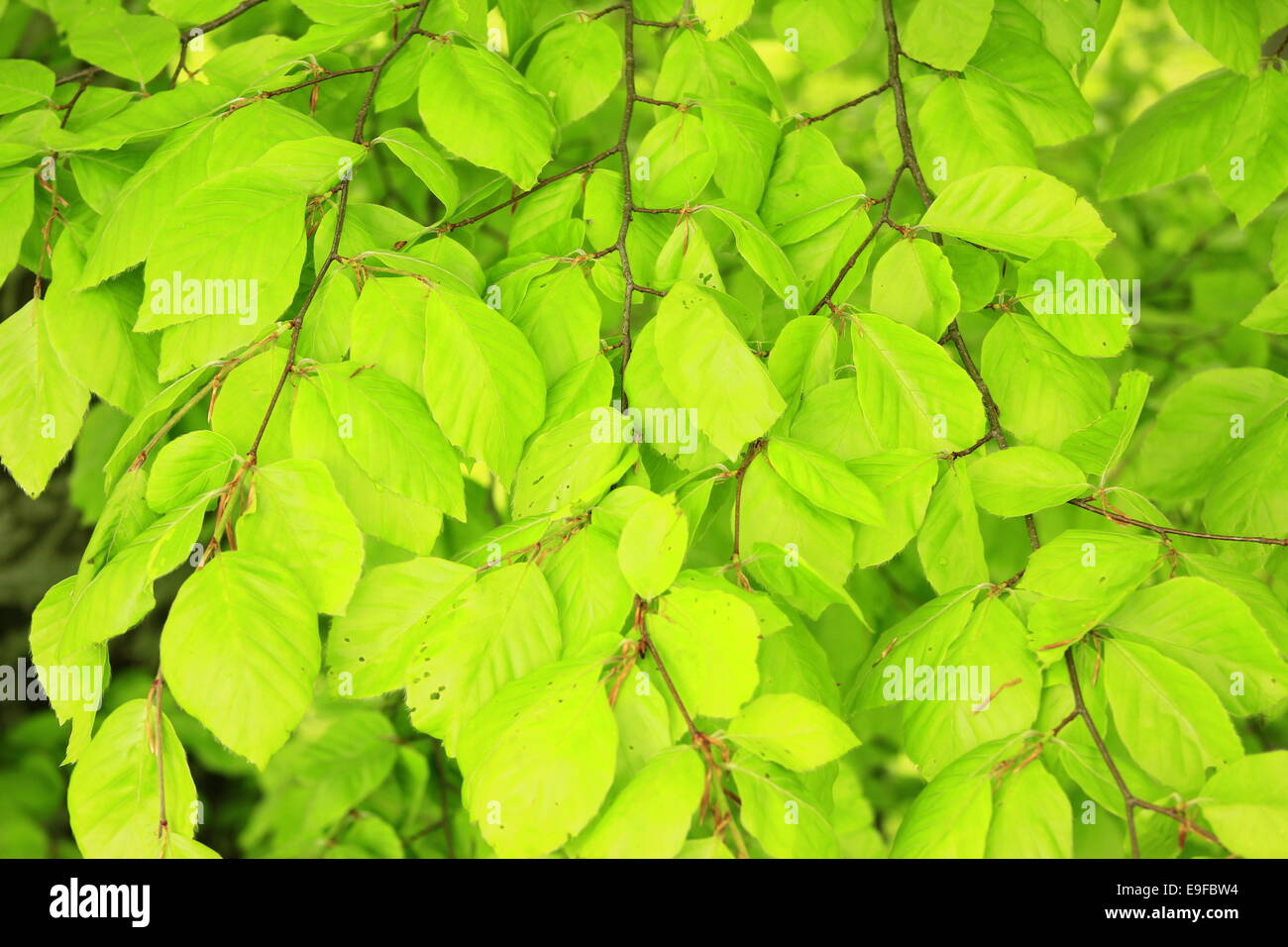 Comune di faggio (Fagus sylvatica) Foto Stock