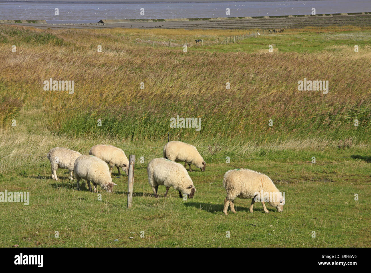 Pecore al pascolo sulla diga del Mare del Nord Foto Stock