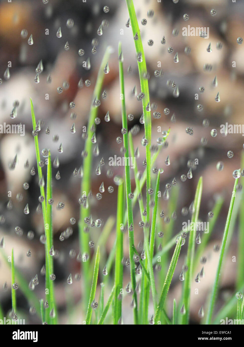 Le gocce di pioggia sull'erba Foto Stock