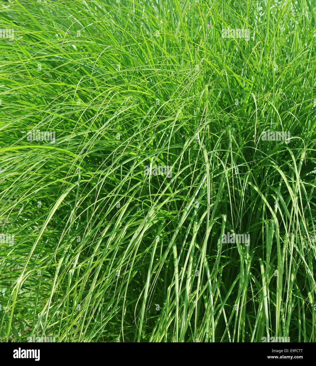Molla di fresca erba verde Foto Stock