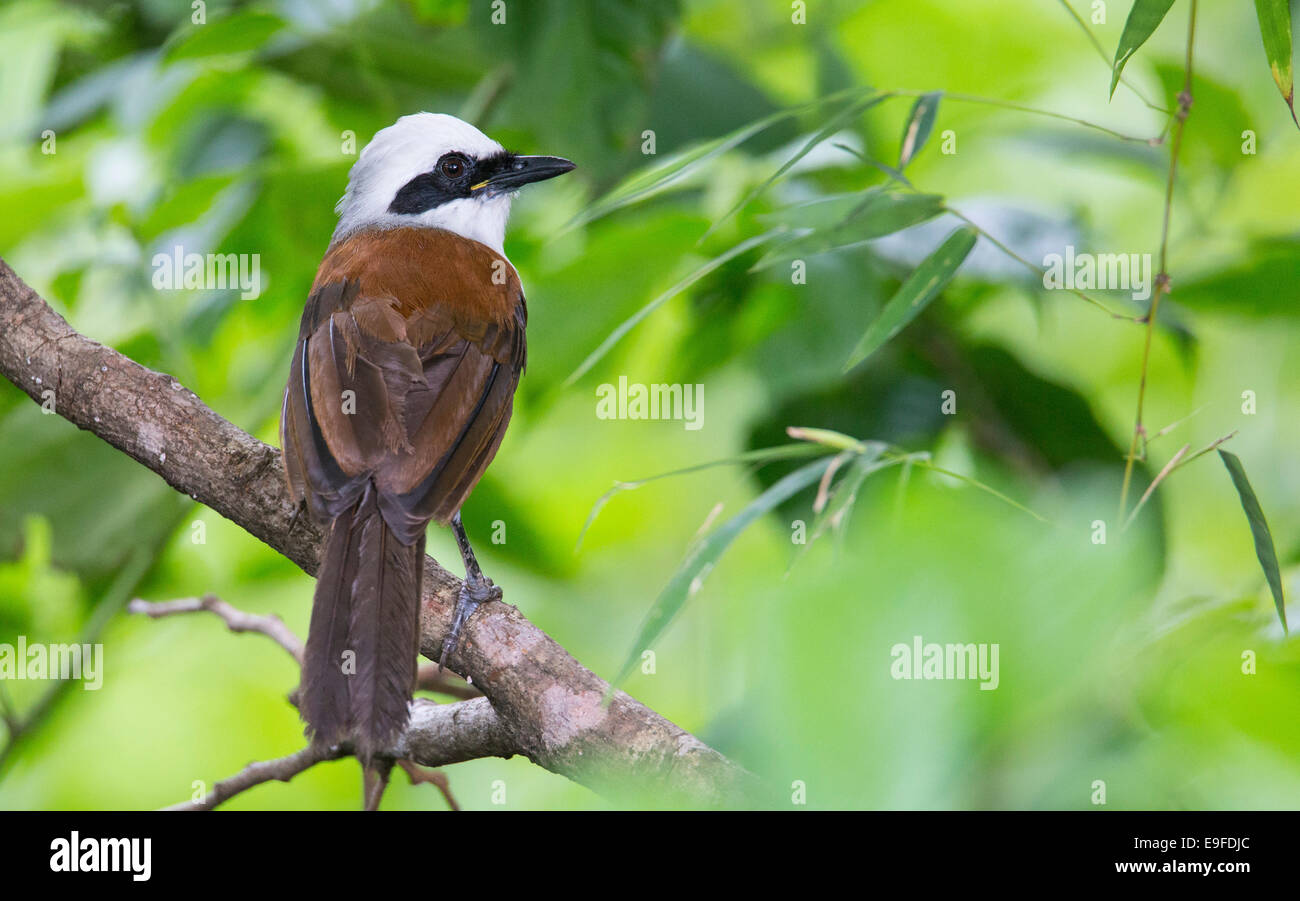 Bianco-crested Laughingthrush (Garrulax leucolophus), Tailandia Foto Stock