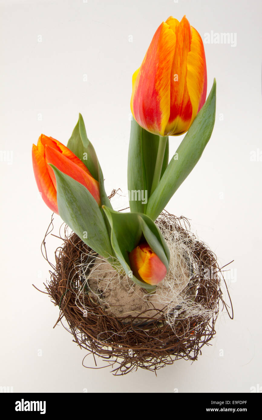 Pasqua tulip in una pentola con il nido Foto Stock