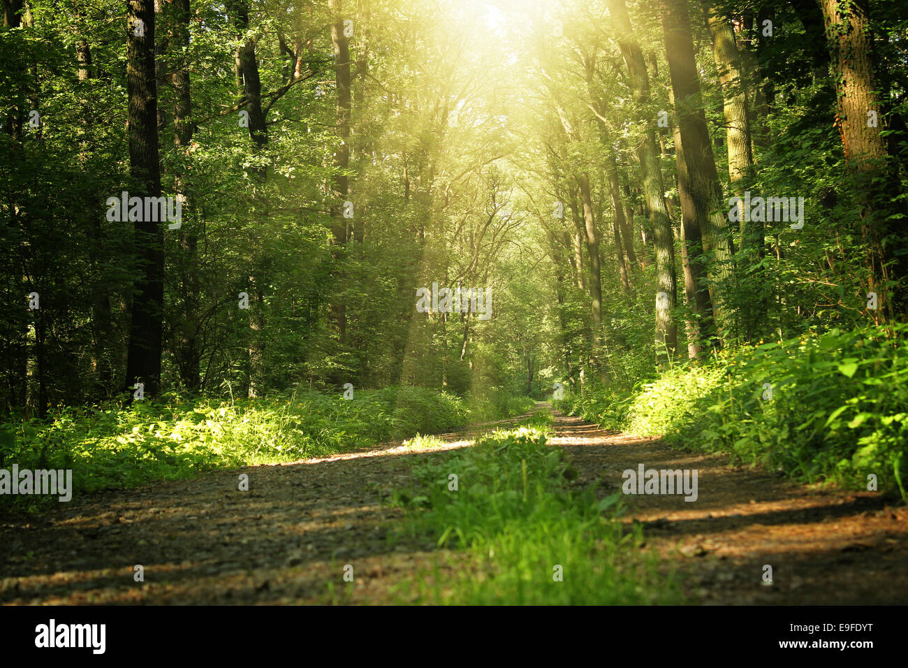 Gli alberi in una Foresta estate sotto bridht sun Foto Stock