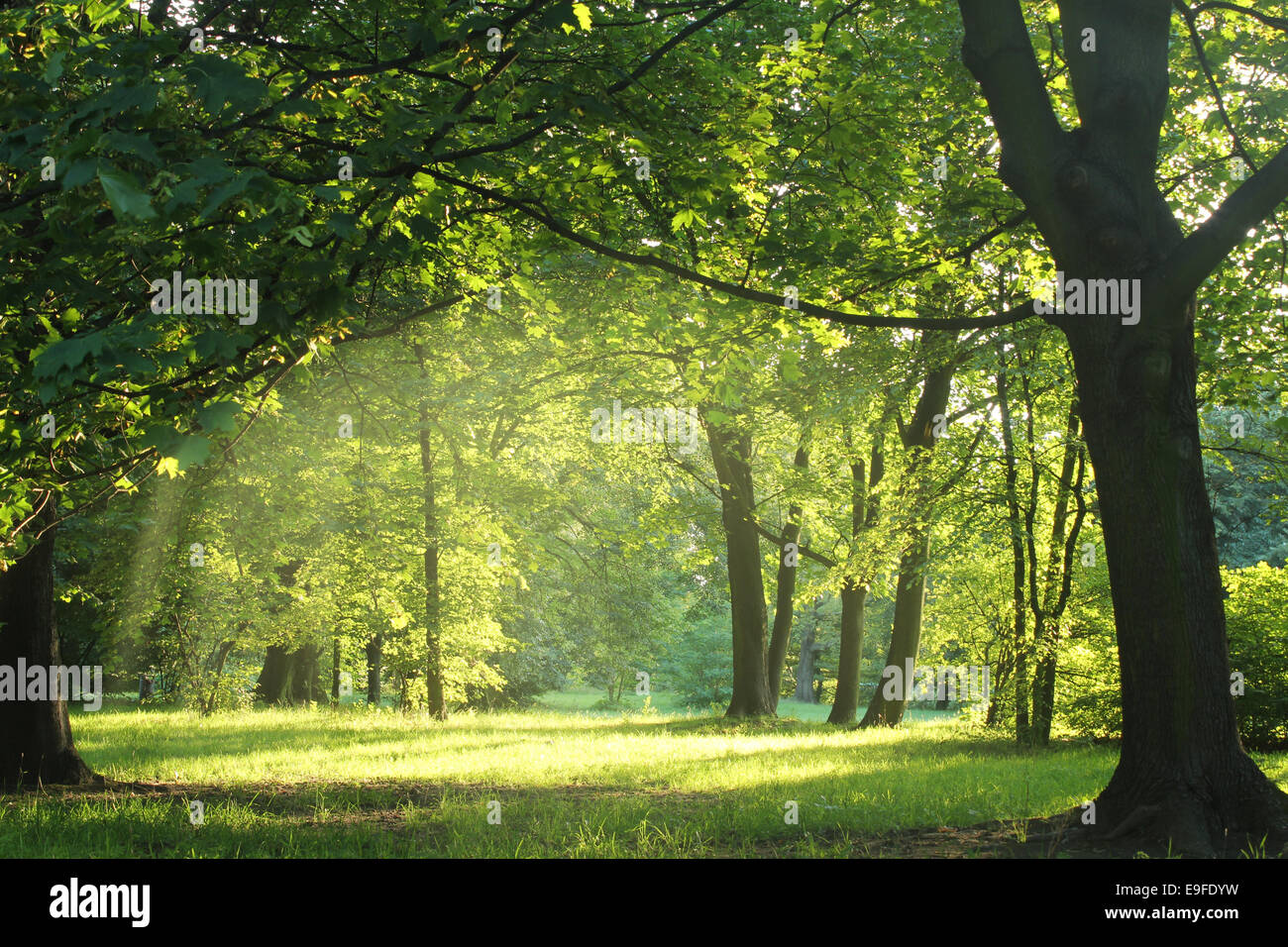 Gli alberi in una Foresta estate sotto bridht Foto Stock