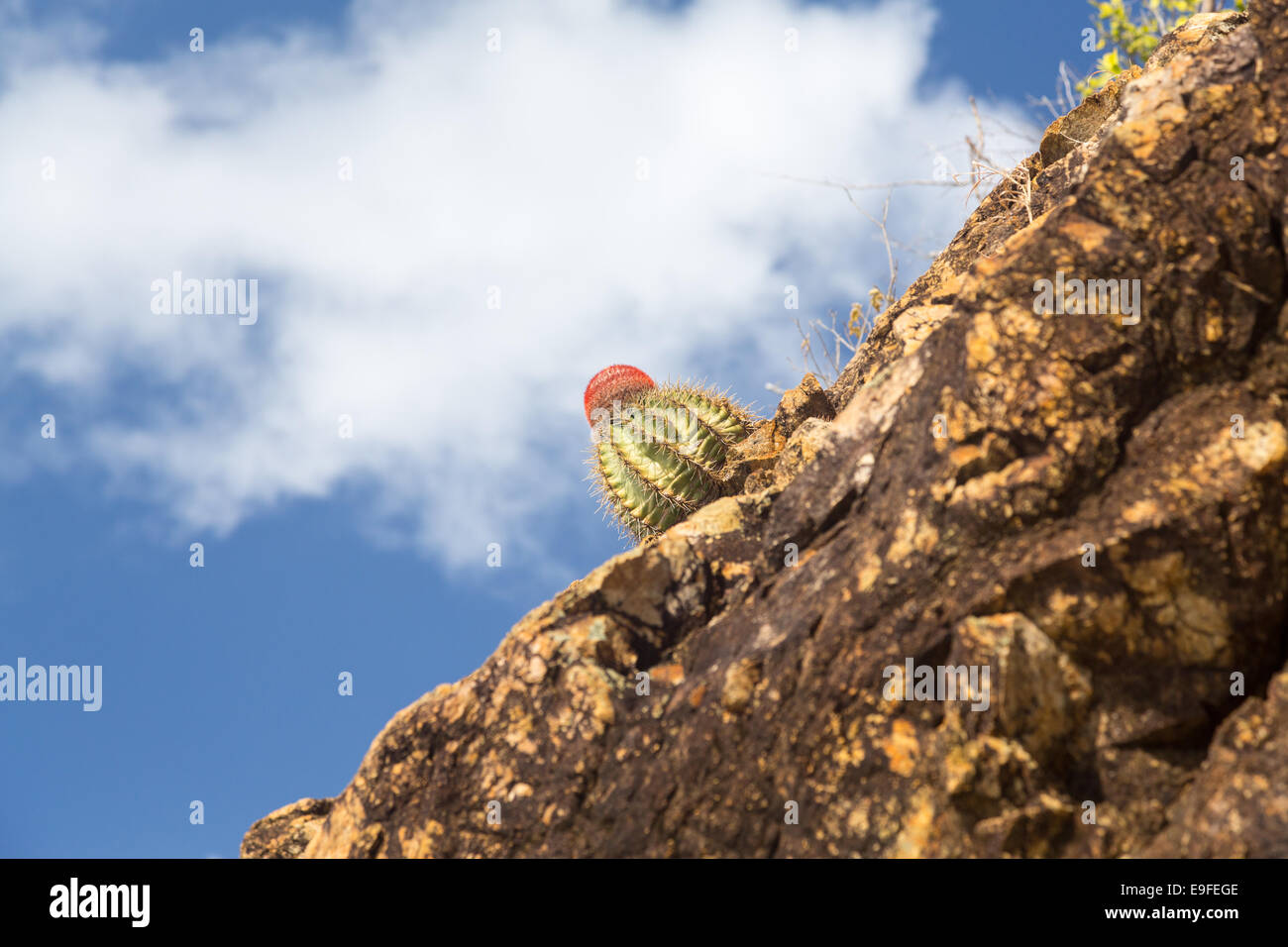 I turchi Cap cactus in rocce su San Tommaso Foto Stock