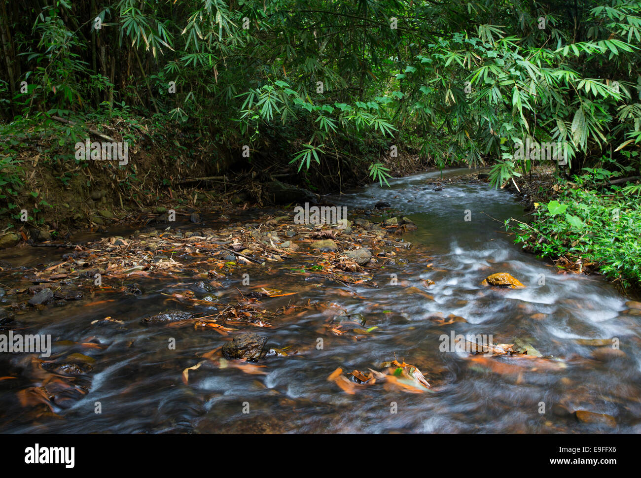 Flusso che scorre attraverso la foresta pluviale tropicale nel Kaeng Krachan National Park, Thailandia Foto Stock