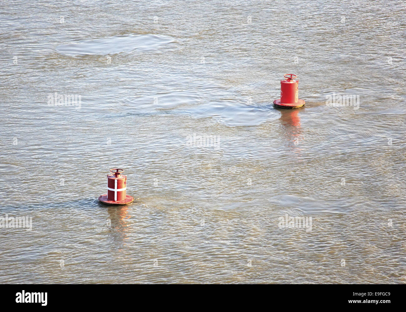 Boe rosse sul fiume. Foto Stock