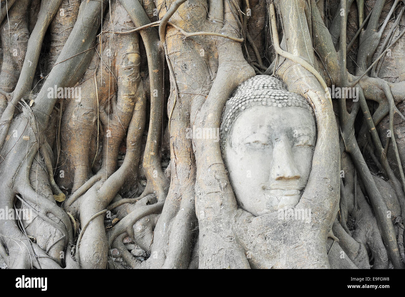 Testa di Buddha in radici di albero Foto Stock