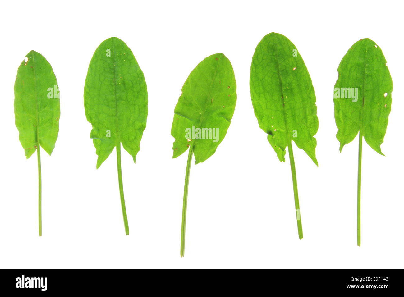 Garden sorrel (Rumex acetosa) Foto Stock