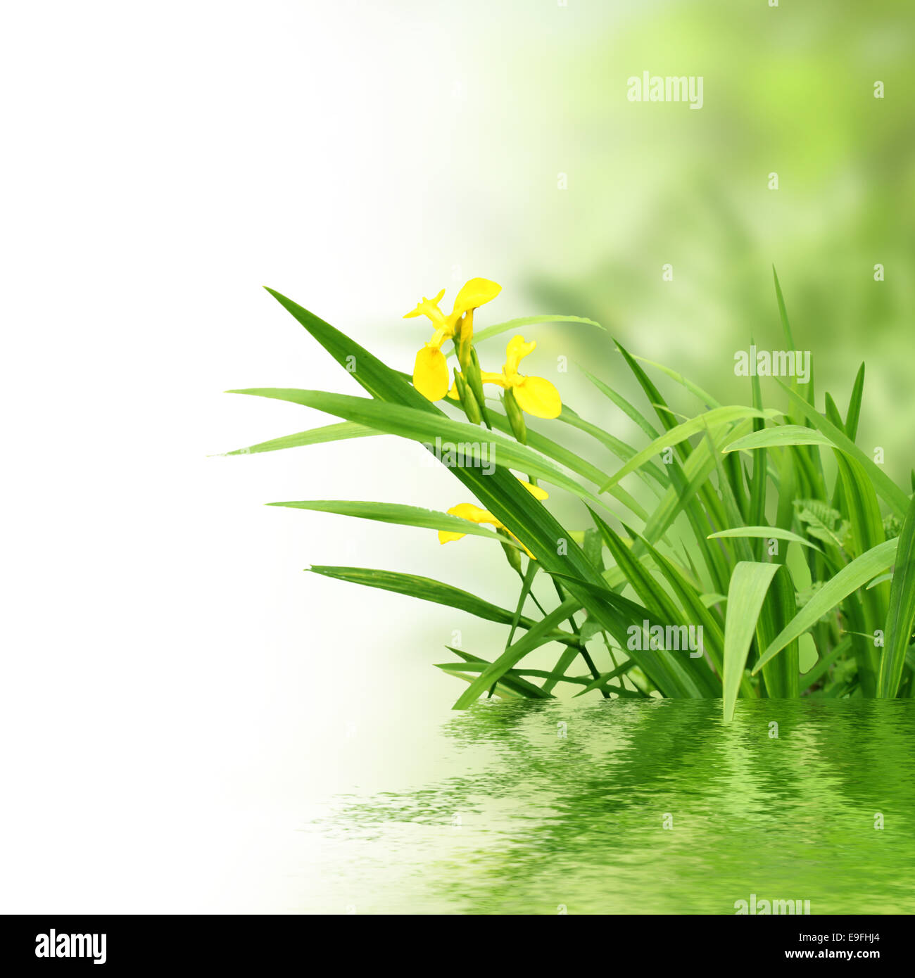 Erba verde con la riflessione Foto Stock