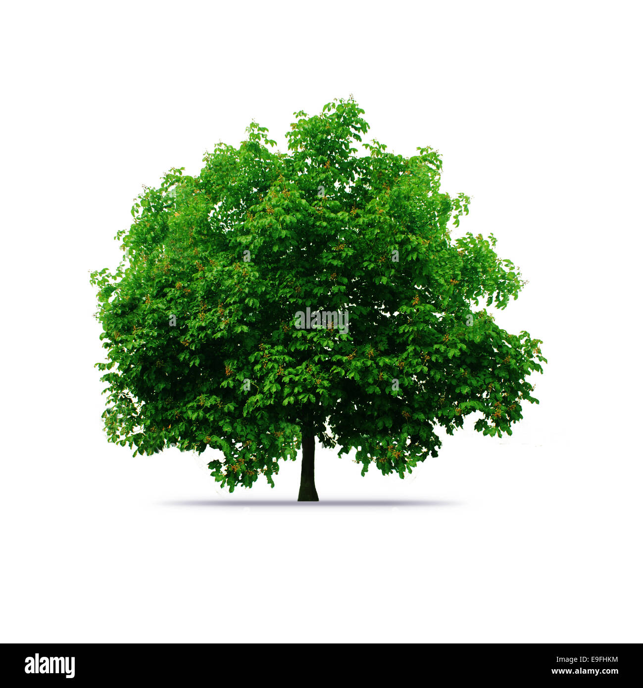 Albero con foglie verdi isolati su bianco Foto Stock